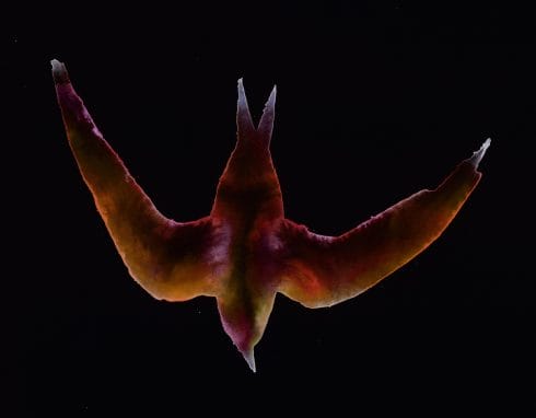 Marianna Simnett, 'Wing-sleepers (Swift)', 2018. Digital Pigment print onto Somerset Photosatin 300gsm. Size: 21.2 x 27.3 cm. Edition of 30 signed and numbered. £95 inc VAT