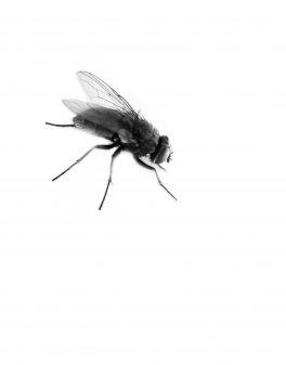 A black fly